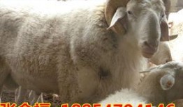 养羊视频每日农经养羊视频,揭秘高效养羊技术，视频教学助力养殖户