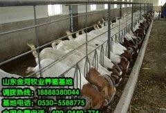 养羊视频每日农经养羊视频,揭秘高效养羊技术，视频教学助力养殖户