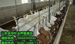 养羊视频每日农经养羊视频,揭秘高效养羊技术，视频教学助力养殖户