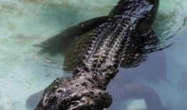 恐鳄视频,揭秘恐鳄惊心动魄的真实瞬间