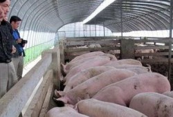 大棚养猪技术视频,高效养殖新篇章