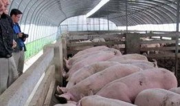 大棚养猪技术视频,高效养殖新篇章