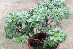 艳日辉修剪视频,打造完美园艺景观