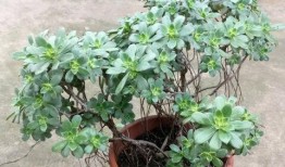 艳日辉修剪视频,打造完美园艺景观