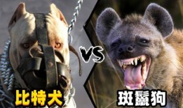 斑鬣狗vs比特视频,一场力量与勇气的较量