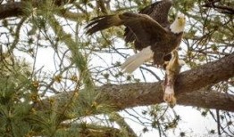 老鹰捉兔子视频,老鹰捉兔子的惊险瞬间
