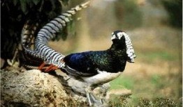 白腹锦鸡叫声视频,自然界的和谐旋律