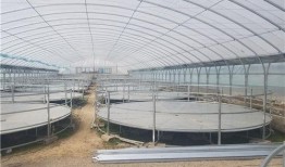 大棚养猪技术视频,高效养殖新篇章