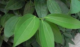 平安树修剪方法视频,视频教程详解