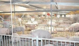 大棚养猪技术视频,高效养殖新篇章