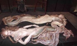 真正的美人鱼视频,揭秘真实美人鱼传奇