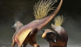 貘的生殖器外观视频,大自然中的奇异之美