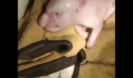 猪生小猪视频,小猪出生全过程