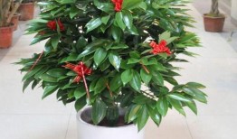 平安树修剪方法视频,视频教程详解