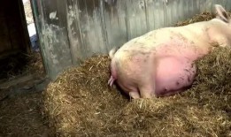 猪生小猪视频,小猪出生全过程