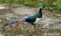 白腹锦鸡叫声视频,自然界的和谐旋律
