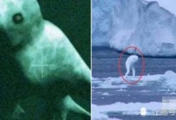 南极人造人视频,科技与伦理的边界探索