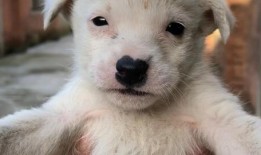 暴打满月狗崽惨叫视频,满月狗崽惨遭毒打，视频曝光引发众怒