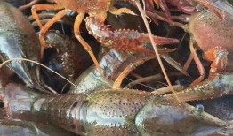 养龙虾怎么养视频,从入门到精通