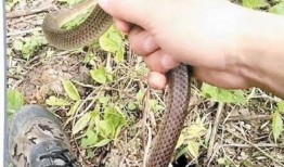 快手男子日蛇视频,揭秘神秘蛇舞背后的故事