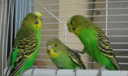 虎皮鹦鹉说话视频大全,趣味说话视频大盘点