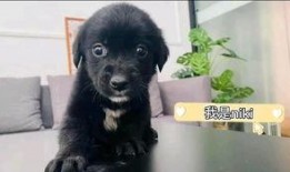 暴打满月狗崽惨叫视频,满月狗崽惨遭毒打，视频曝光引发众怒