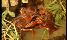 养龙虾怎么养视频,从入门到精通