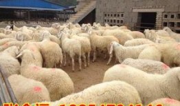 养羊视频每日农经养羊视频,揭秘高效养羊技术，视频教学助力养殖户