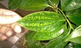 平安树修剪方法视频,视频教程详解