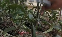 艳日辉修剪视频,打造完美园艺景观