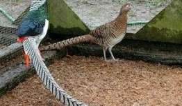 白腹锦鸡叫声视频,自然界的和谐旋律