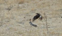 老鹰捉兔子视频,老鹰捉兔子的惊险瞬间