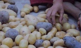 挖土豆视频,一场别开生面的挖土豆体验