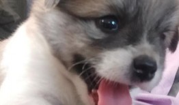 暴打满月狗崽惨叫视频,满月狗崽惨遭毒打，视频曝光引发众怒