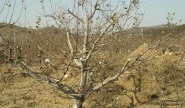 艳日辉修剪视频,打造完美园艺景观