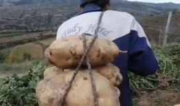 挖土豆视频,一场别开生面的挖土豆体验