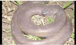 貘的生殖器外观视频,大自然中的奇异之美