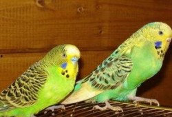 虎皮鹦鹉说话视频大全,趣味说话视频大盘点