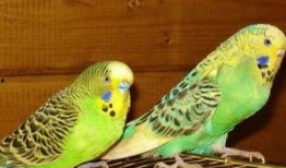 虎皮鹦鹉说话视频大全,趣味说话视频大盘点