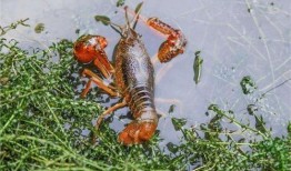 养龙虾怎么养视频,从入门到精通