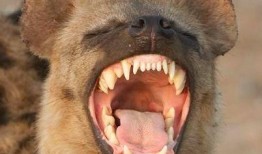 斑鬣狗vs比特视频,一场力量与勇气的较量