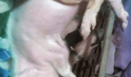 猪生小猪视频,小猪出生全过程