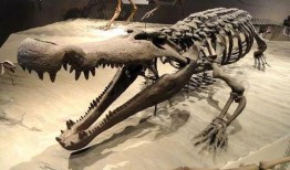 恐鳄视频,揭秘恐鳄惊心动魄的真实瞬间