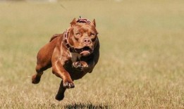 斑鬣狗vs比特视频,一场力量与勇气的较量