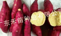 种红薯视频,从播种到收获的实用指南