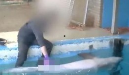 貘的生殖器外观视频,大自然中的奇异之美