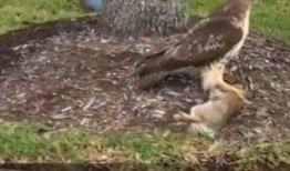 老鹰捉兔子视频,老鹰捉兔子的惊险瞬间